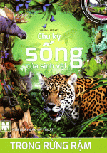 Chu Kỳ Sống Của Sinh Vật Trong Rừng Rậm