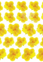 Decal Mai Vàng 5 Cánh Size Lớn