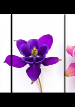 Tranh Đồng Hồ Ba Hoa Lan (3 Tấm 40x60cm)