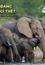 Gõ Cửa Thiên Nhiên – Bạn Đang Làm Gì Thế? – Chăm Chỉ – What Are You Doing?