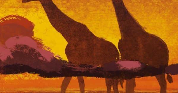 Phía Tây Có Đàn Hươu Cao Cổ – West With Giraffes