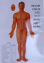 Tranh Châm Cứu Giải Phẫu Thực Dụng