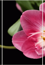 Tranh Đồng Hồ Cành Hoa Tulip (3 Tấm 40x25cm)