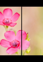 Tranh Đồng Hồ Hoa Năm Cánh Hồng Cách Điệu